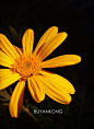 花卉  摄影 布言空 iPhone5摄影