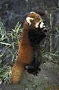 小熊猫，成年熊猫用后腿站立