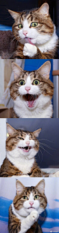 表情超级丰富的猫猫，太可爱了每一张都能做表情包(ins:rexiecat) ​​​​