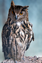 Eurasian Eagle Owl... and he knows what YOU'VE been up to.: 