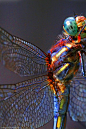昆虫_摄影Love Animals N Nature   A little of this a_005