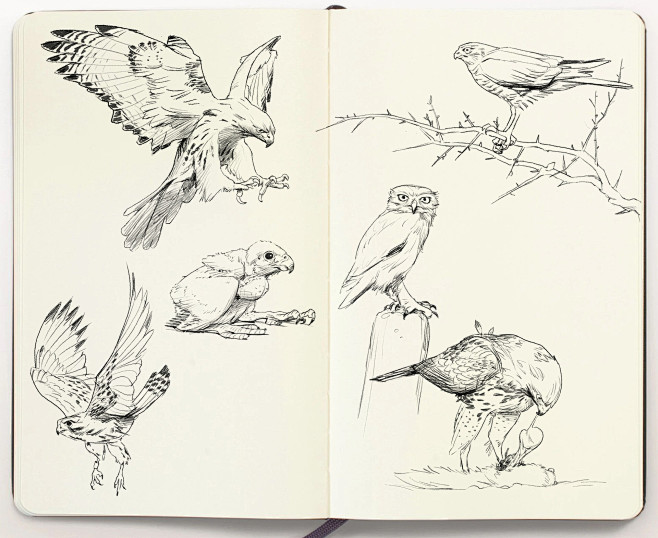 Animal Sketchbook, J...