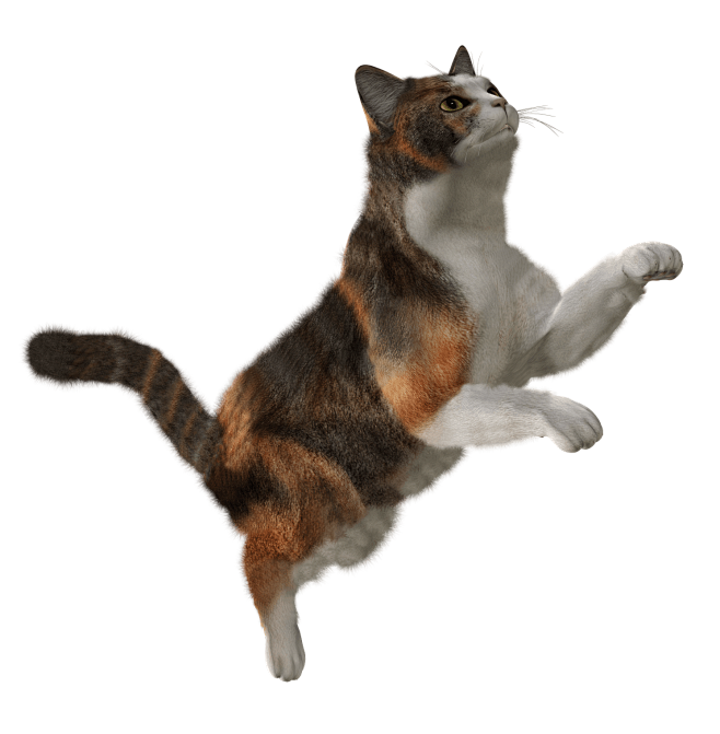 猫PNG