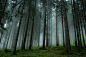 Misty forest by Bartosz Twarowski on 500px