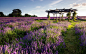 General 1920x1200 lavender purple flowers field gazebo