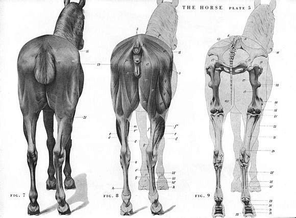 求一副马的肌肉结构视图！谢谢！_马吧_百...
