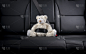 泰迪熊紧固在车的后座