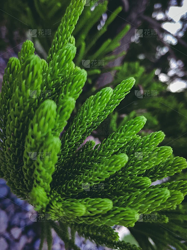 诺福克岛松叶绿素材-花瓣网