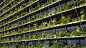 雅各布工厂，垂直植物墙 / G8A Architects + rollimarchini architects – mooool木藕设计网