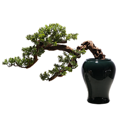 小羊好好采集到植物
