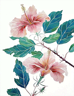 吃货归来采集到植物插画