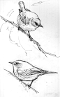 North American Bird Sketches | Drawing The Motmot: 