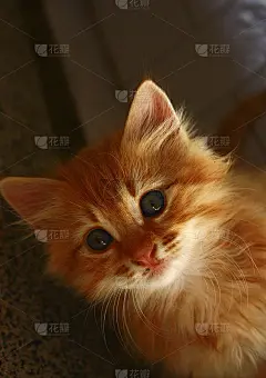 可爱的小猫在户外喵喵叫