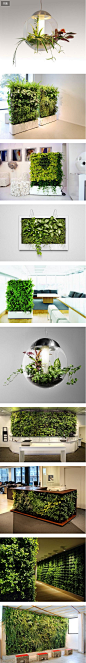 瑞典办公区的室内绿植 给工作一个“绿色”心情
