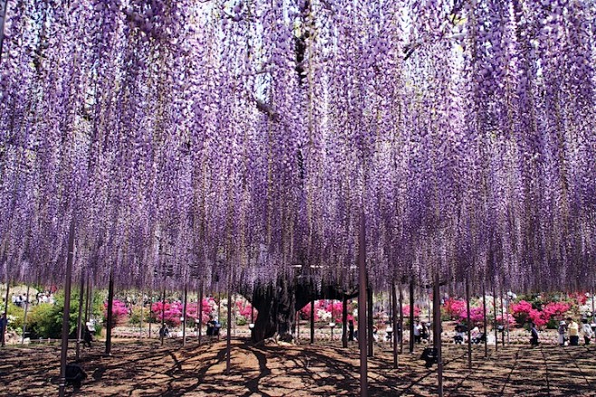 The Most Beautiful W...