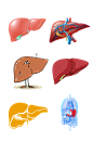 人体五脏手绘肝脏示意图免抠元素模板下载-编号1716999-众图网