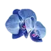 兰花