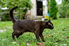 棕色的缅甸小猫看向别处，准备抓人。美丽的家畜。猫在大自然中快乐地玩耍。完整的长度