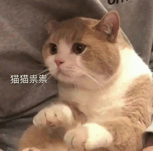 小猫咪猫猫祟祟表情包-花瓣网
