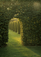 建筑,植物学,视角,户外,设计_128126805_arch cut into fagus sylvatica (beech) hedge, view to columnar taxus fastigiata aurea group (yew), september. old vicarage, east ruston, norfolk_创意图片_Getty Images China