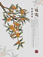 原创 | 中草药插画手绘-桂花（不想找工作了）