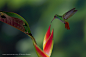 Photograph Little Red by Dennis Binda on 500px