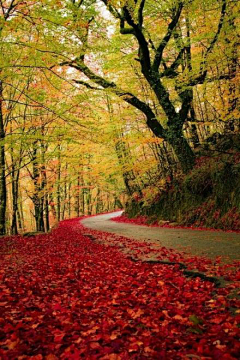 蕉雨落红叶采集到诗意之秋