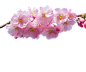 png红粉色樱花花朵免抠素材
@灬小狮子灬