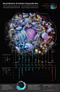 the anatomy of an animal's cell and its functions, including their organ systems