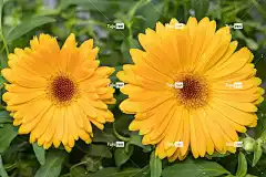 植物 花卉 自然 夏天 美丽的花朵 明亮 花壁纸 金盏花