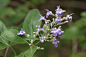 中文名：三叶蔓荊                     
英文名： Shrub Chastetree，Threeleaf Chastetree
學名： Vitex trifolia Linn.
       Vitex trifolia Linn. a. trifoliolata Schauer
科名： 馬鞭草科(Verbenaceae)牡荊屬(Vitex)
別名： 三葉埔姜、三葉牡荊、蔓荊、海埔姜、白背木耳、白布荊、白背風
原產地： 琉球、關島、南洋、印度及東非海島 、澳大利亚
