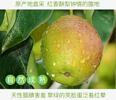 第2份0.1元齐峰缘 新疆新鲜特产甜梨青梨孕妇水果红香酥梨-红岸网