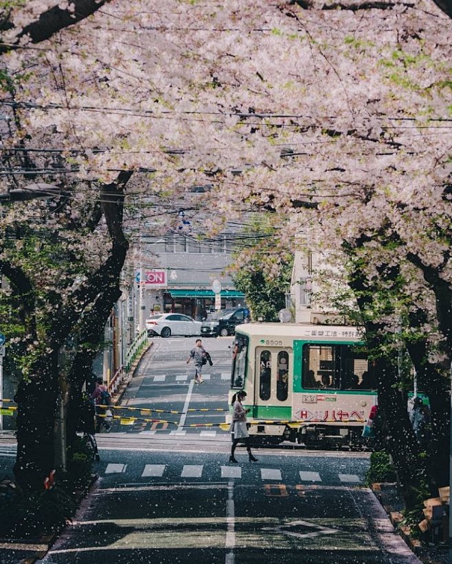 日本樱花街道