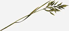 藤草片高清素材 枝叶 树枝 藤条 藤蔓 免抠png 设计图片 免费下载