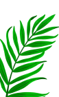 叶子png 植物花卉