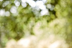 背景墙纸-散景在树叶的树木