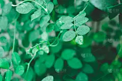 绿色植物的背景