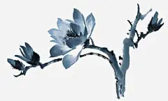 手绘玉兰花高清素材 png 页面网页 平面电商 创意素材 png素材