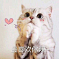 可爱猫咪头像_百度图片搜索