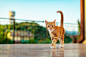selective-closeup-cute-kitten-walking-yard