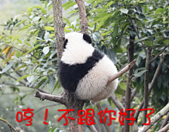切糕王子采集到微信配图