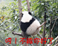 无聊图 - 蛋友贴图专版