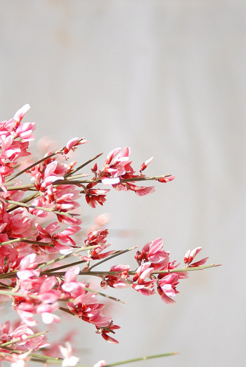 Ginestra Flowers (by...