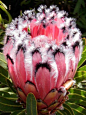 夹竹桃叶海神花（Protea neriifolia）：山龙眼科海神花属，约有115个种，原产于非洲热带地区。属名Protea是以希腊神话中海神普罗透斯（Proteus）的名字命名的，海神普罗透斯具有可以随意变换外形的神力，用来形容海神花属植物多变的外观。
@北坤人素材