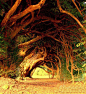 威尔士西部1000年的老红豆杉树