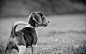 黑白草地上的小狗高清图片下载-非凡图库