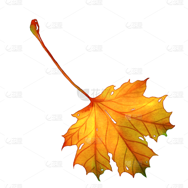 手绘-水彩秋天枫叶植物元素贴纸9