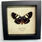 Tiger Day Flying Moth - Episteme Adulatrix | Real Butterfly Gifts Framed Butterflies and Insect Displays