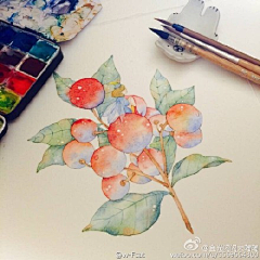 煎蛋补脑采集到水彩