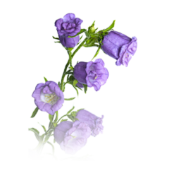 叽叽哩采集到花花草草PNG